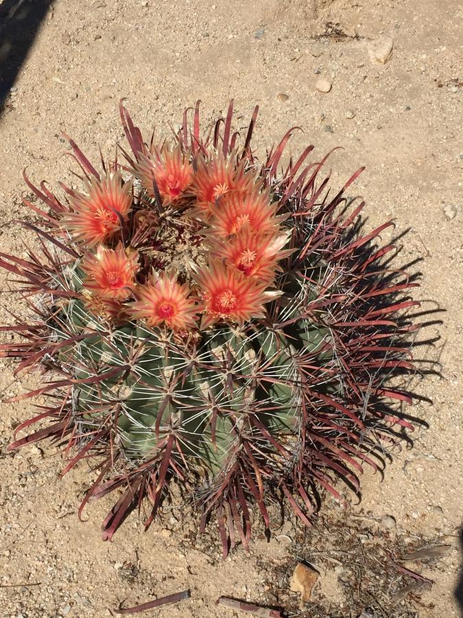 Вилла Cactus Adobe Туэнтинайн-Палмс Экстерьер фото